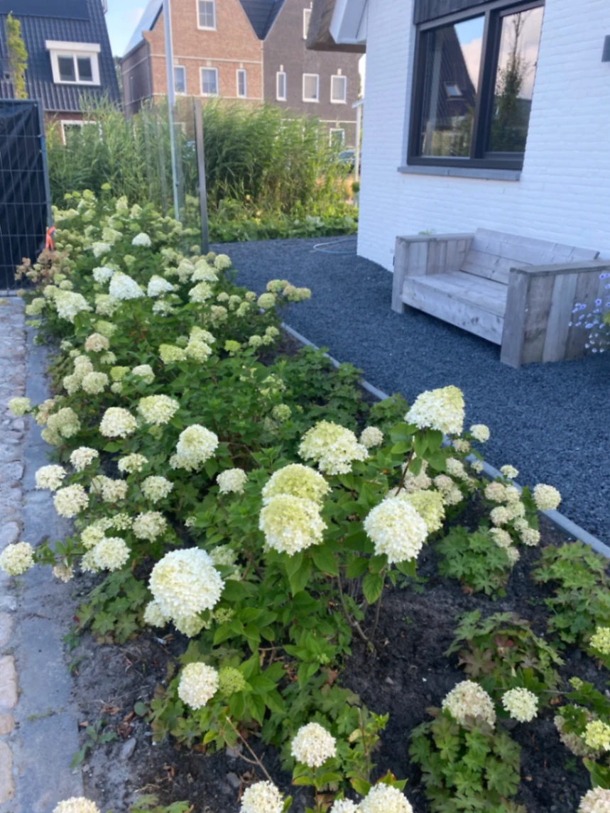 Tuin met hortensia's